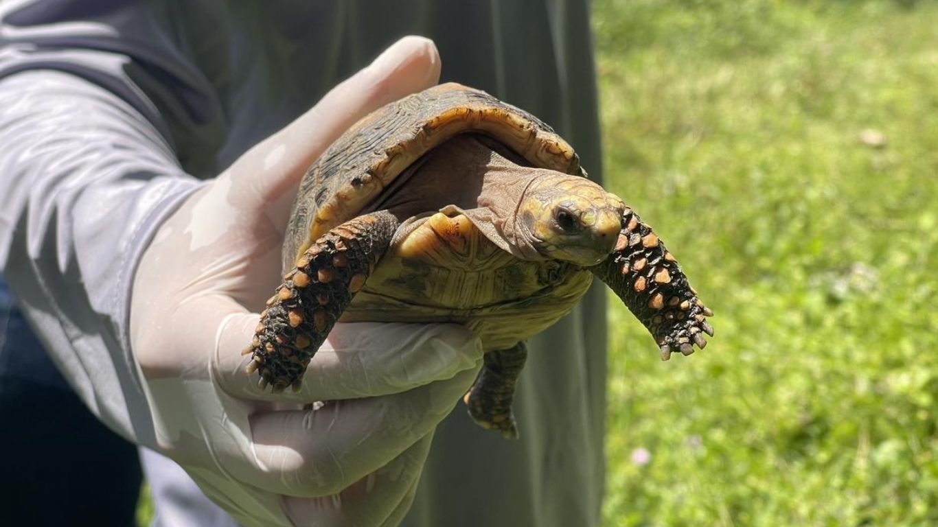 tortugas liberadas
