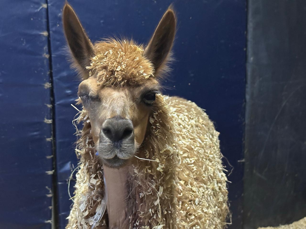llama-Ambar