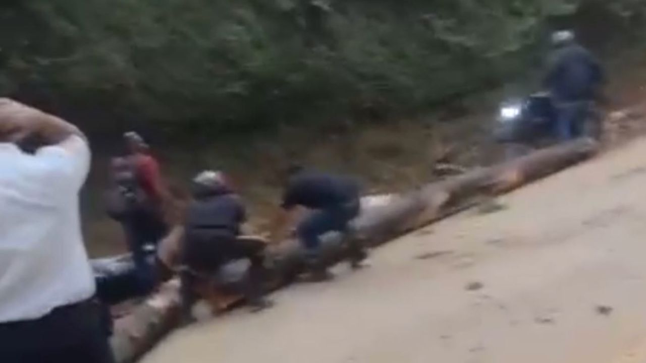 Por culpa de un árbol caído, varias personas terminaron heridas en la vía Cañasgordas arbol caido canasgordas