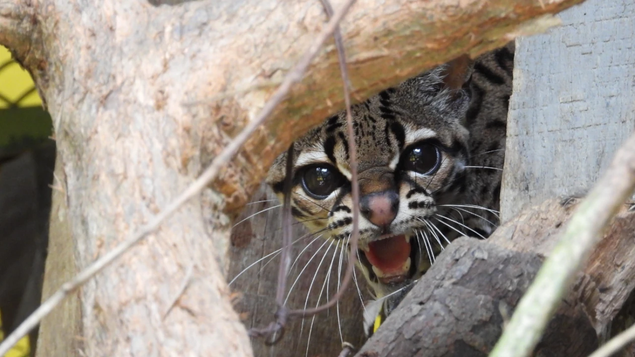 Tras año y medio de rehabilitación especializada, el felino margay volvió a la vida en libertad en un bosque de niebla del suroeste antioqueño