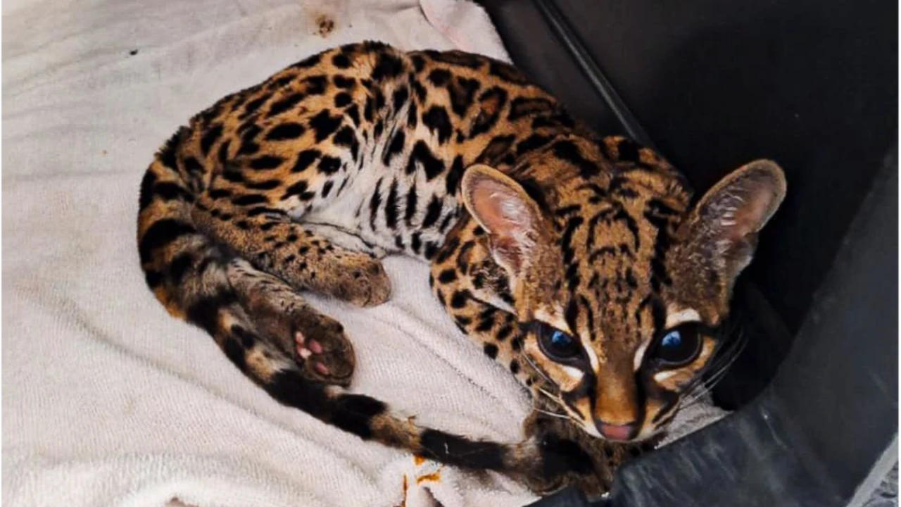 Tras año y medio de rehabilitación especializada, el felino margay volvió a la vida en libertad en un bosque de niebla del suroeste antioqueño