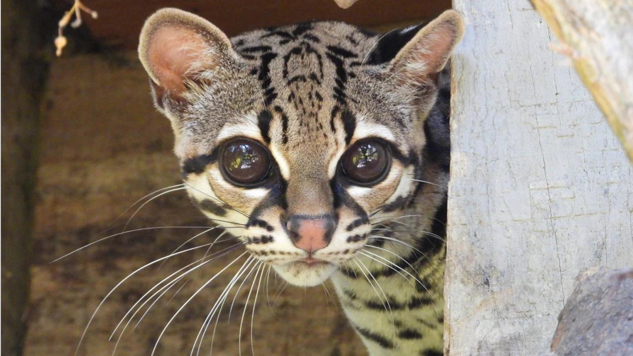 Tras año y medio de rehabilitación especializada, el felino margay volvió a la vida en libertad en un bosque de niebla del suroeste antioqueño