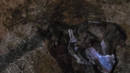 yegua aborta en la ceja