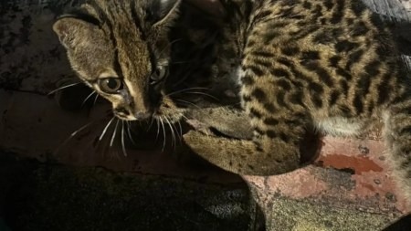 Rescatan tigrillo que deambulaba por barrio de Itagüí