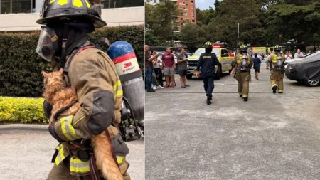 Un gatico murió durante un incendio en la Loma de los Bernal