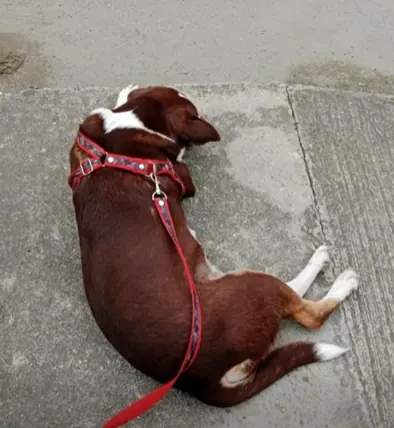 Cámaras de seguridad grabaron a desalmados que abandonaron una perrita en La Estrella