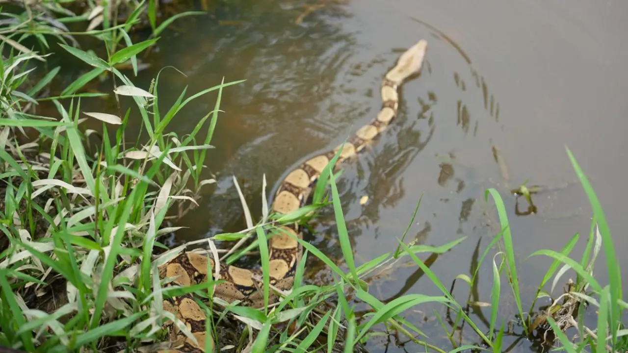 Corantioquia liberó más de 1.700 animales en 2025 y alertó sobre el tráfico ilegal y los atropellamientos 2 Corantioquia liberó más de 1.700 animales en 2025 y alertó sobre el tráfico ilegal y los atropellamientos
