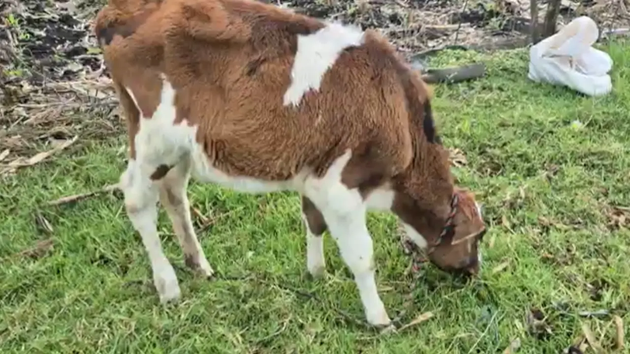 Encadenadas y sin alimento: cuatro vacas fueron rescatadas por las autoridades en El Carmen de Viboral