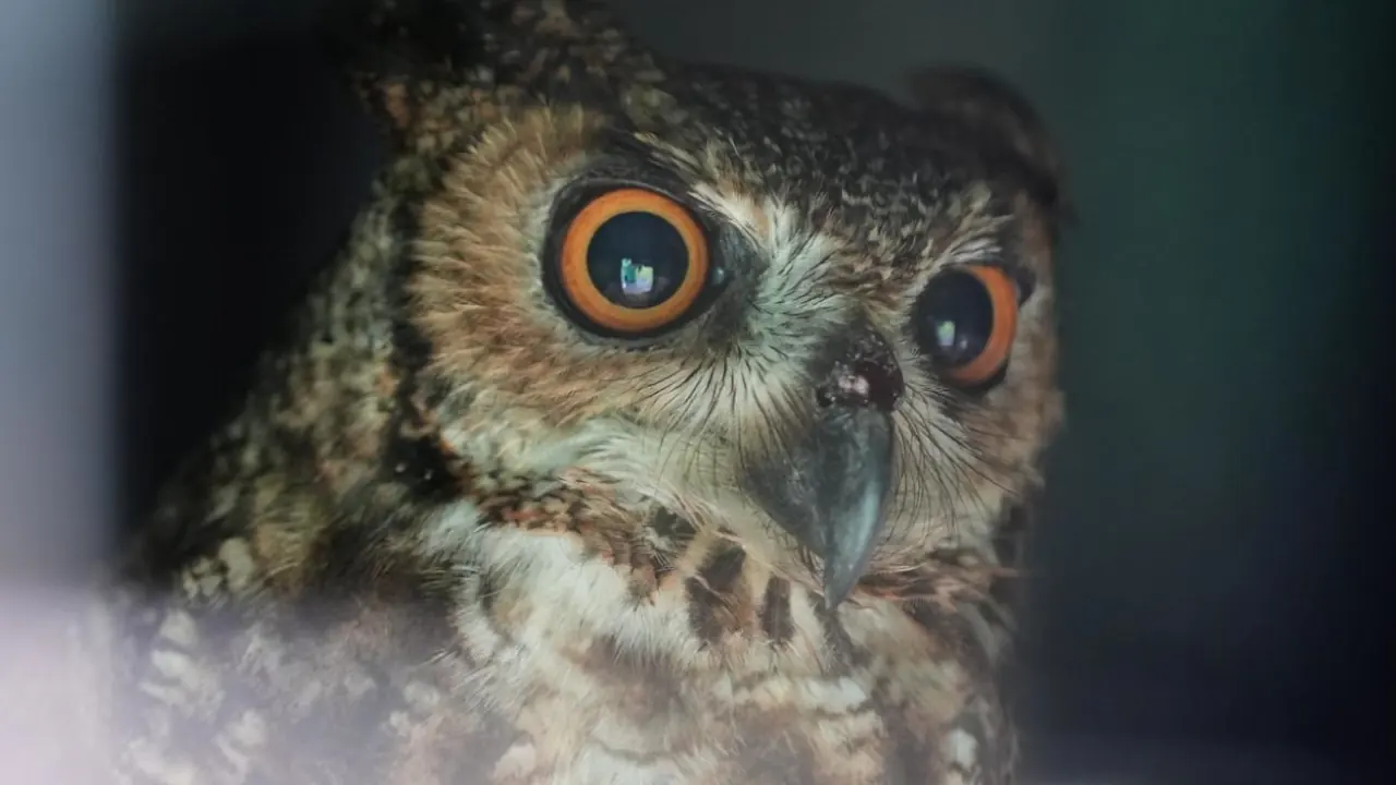 Corantioquia liberó más de 1.700 animales en 2025 y alertó sobre el tráfico ilegal y los atropellamientos