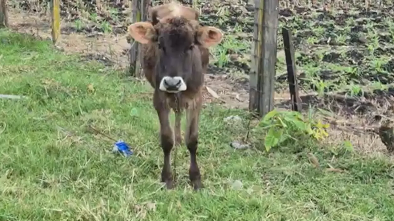 Encadenadas y sin alimento: cuatro vacas fueron rescatadas por las autoridades en El Carmen de Viboral