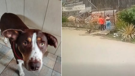 Cámaras de seguridad grabaron a desalmados que abandonaron una perrita en La Estrella