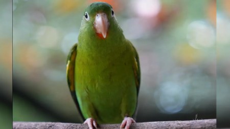 Corantioquia liberó más de 1.700 animales en 2025 y alertó sobre el tráfico ilegal y los atropellamientos