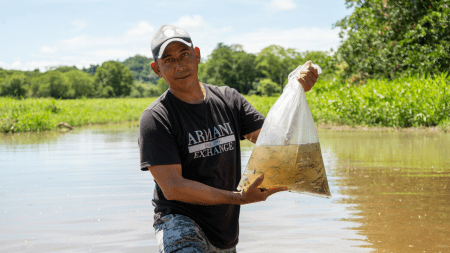 Más de 820 mil bocachicos fueron liberados para proteger los ríos del Oriente antioqueño bocachico antioquia