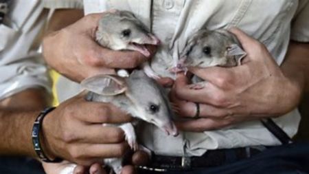 especies en extincion