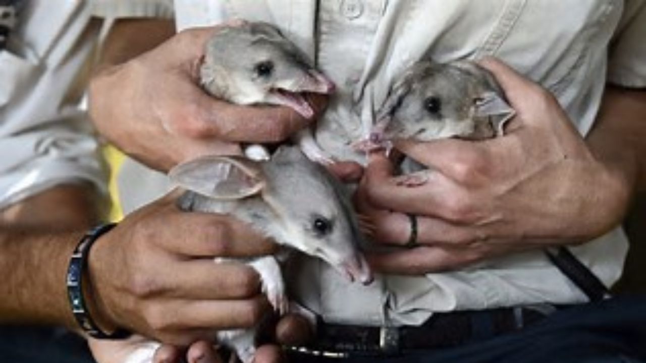 Alerta global: 44 especies desaparecieron definitivamente de la Tierra durante 2025 especies en extincion