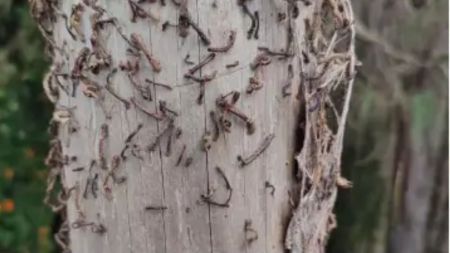 gusanos en santa rosa