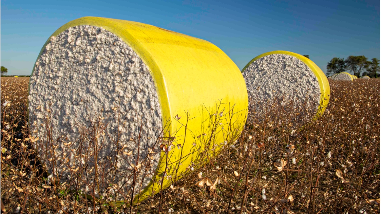 Algodón sostenible en Colombiatex 2026: innovación y transparencia para la industria textil 2 algodon
