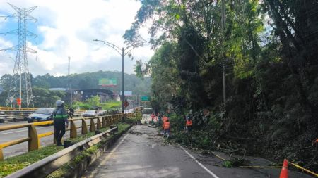 Caos vehicular en Las Palmas por caída de un árbol gigante