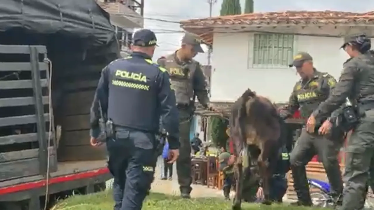 vacas-encadenadas-sin-alimento-el-carmen-de-viboral.webp