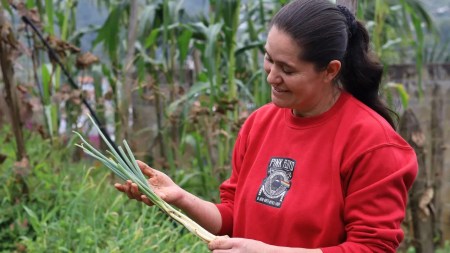 Alcaldía de Medellín lanza programa de huertas caseras para hogares y barrios