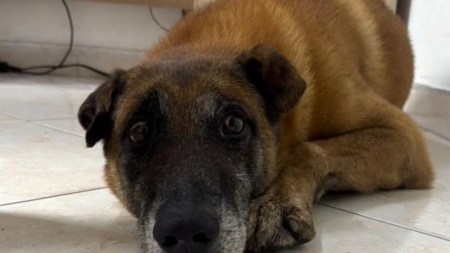 Rescataron perrito atropellado en Niquía y permanece bajo atención médica