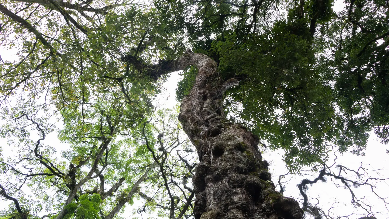 Retirarán histórico árbol del parque principal de Cocorná tras estudio que advierte riesgo de caída Retirarán histórico árbol del parque principal de Cocorná tras estudio que advierte riesgo de caída