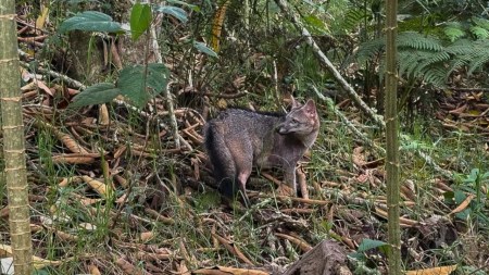 Zorro perro atropellado en Barbosa vuelve a la naturaleza tras meses de recuperación Zorro perro atropellado en Barbosa vuelve a la naturaleza tras meses de recuperación