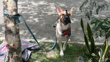 Perrito abandonado en Medellín es rescatado y ahora busca un hogar