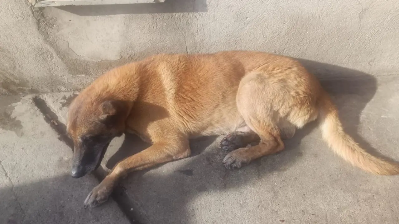 Rescataron perrito atropellado en Niquía y permanece bajo atención médica