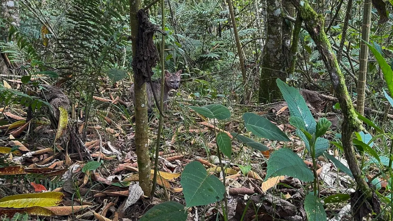 Zorro perro atropellado en Barbosa vuelve a la naturaleza tras meses de recuperación