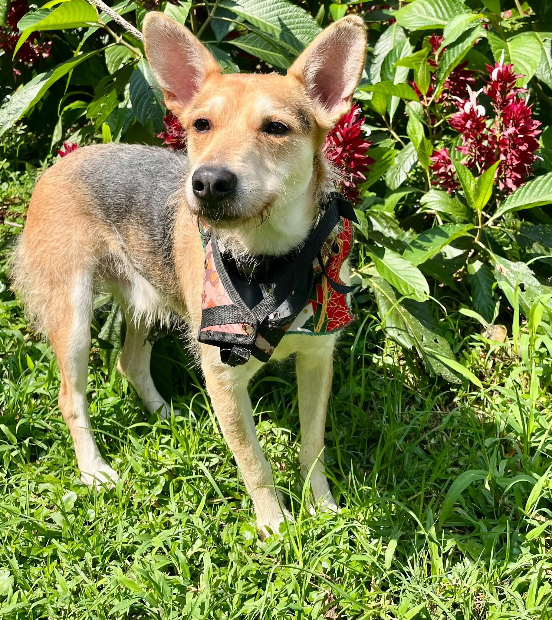 Perrito abandonado en Medellín es rescatado y ahora busca un hogar