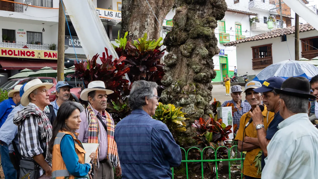 Retirarán histórico árbol del parque principal de Cocorná tras estudio que advierte riesgo de caída