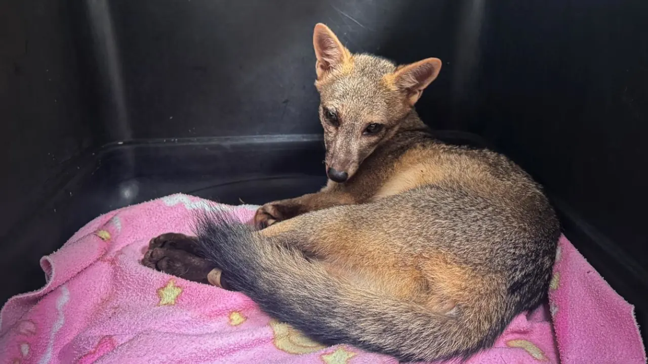 Zorro perro atropellado en Barbosa vuelve a la naturaleza tras meses de recuperación