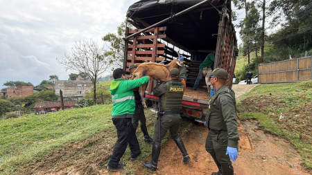 Después de ser encontrados en estado crítico, los animales serán trasladados a valoración en una clínica veterinaria