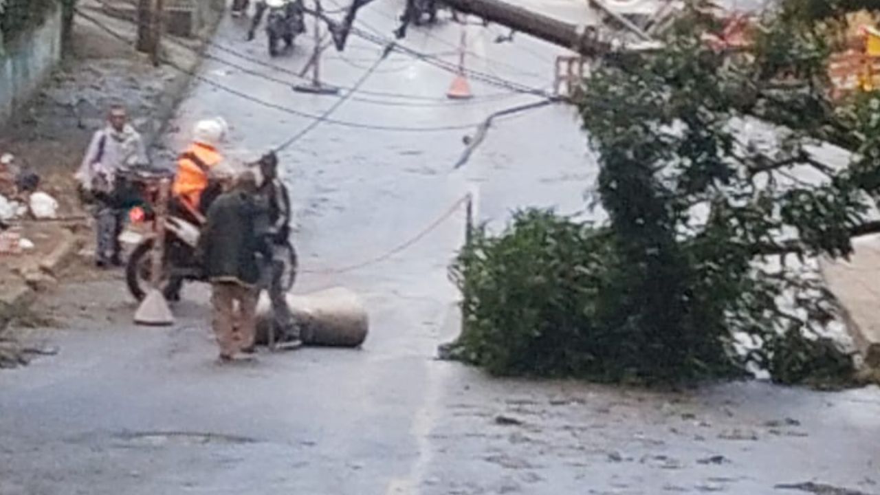 ARBOL CAIDO