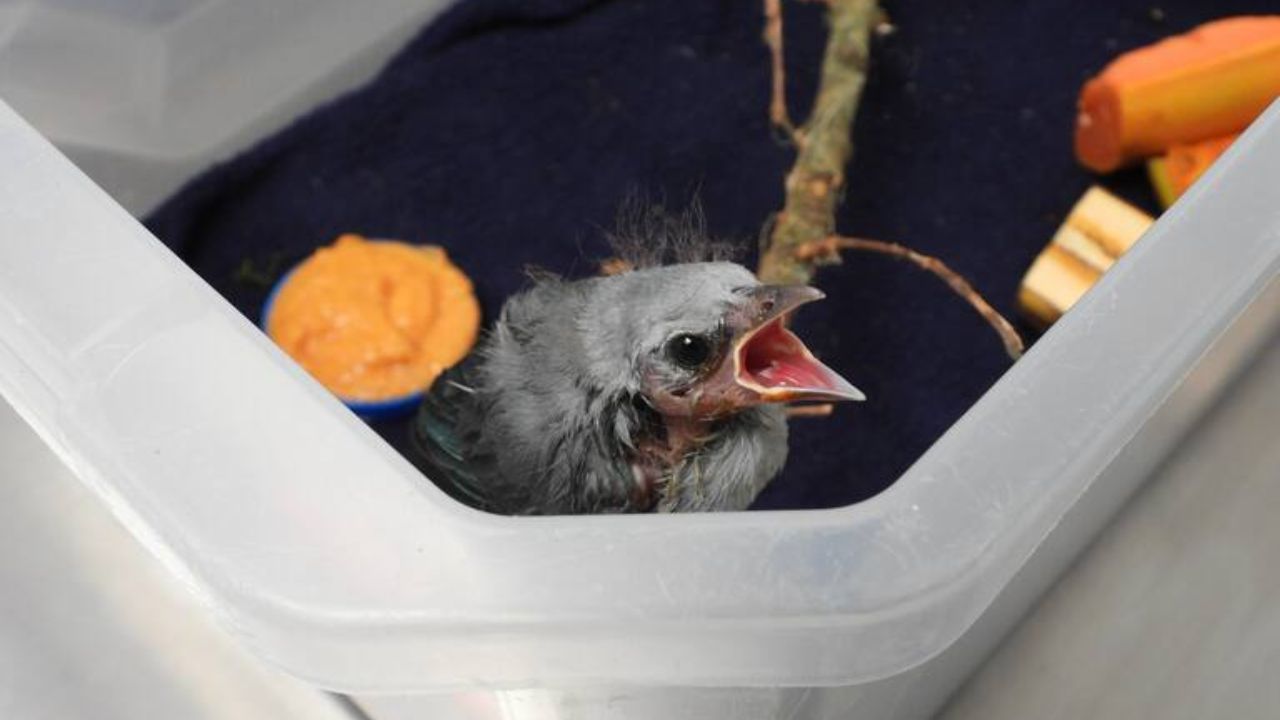 ¿Encontraste un pajarito bebé? Sigue estos pasos durante la temporada de polluelos para salvarlos TTemporada de cría de polluelos en el Valle de Aburrá: ¿Cómo actuar al encontrar uno caído?