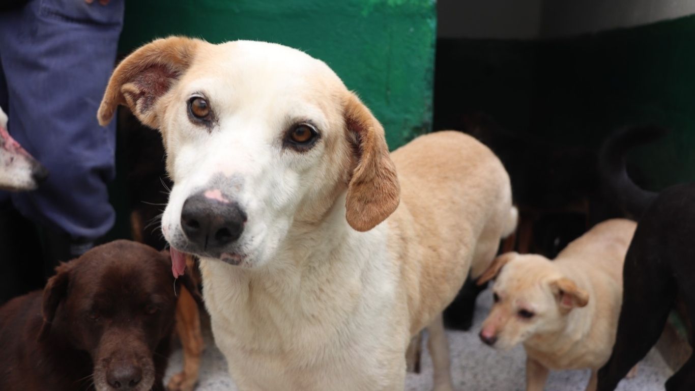 'Love Pet Fest' llega al Parque de las Luces con jornada de adopción, atención veterinaria y actividades para mascotas