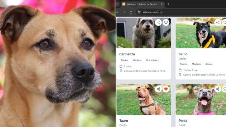 ¡Un hogar a un clic! Medellín impulsa la adopción digital de animales rescatados