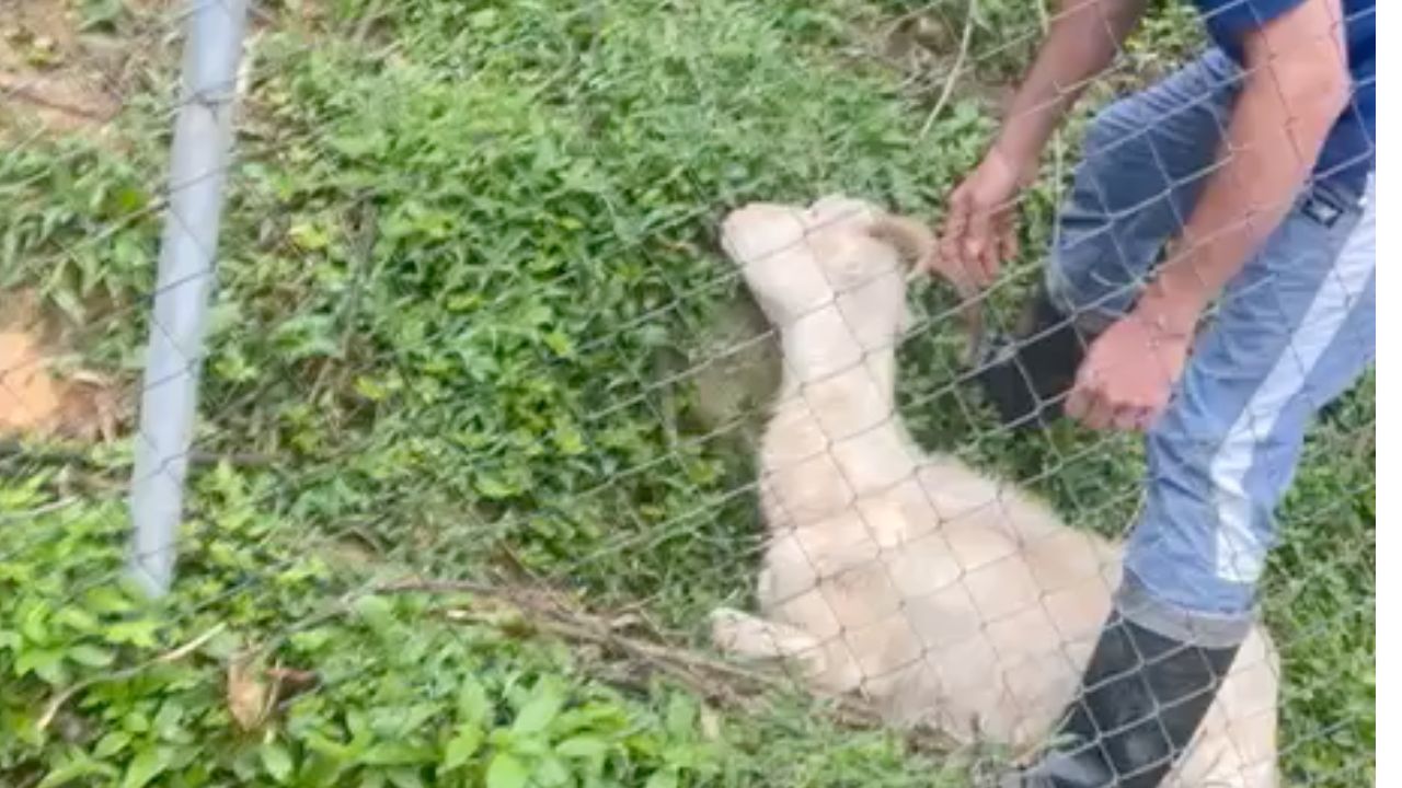 Varios animales estarían siendo víctimas de maltrato animal: una cabra lleva varios días agonizando en Altavista