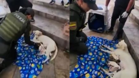 EN VIDEO: Patrullera se convierte en “partera” y ayuda a perrita callejera a dar a luz a ocho cachorros Heroína de cuatro patas: patrullera asistió el nacimiento de ocho cachorros en un parque
