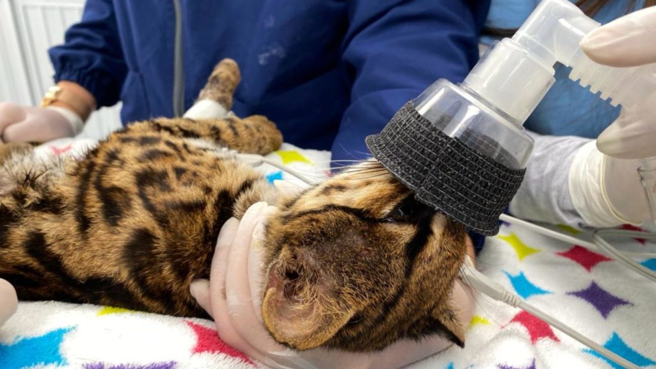 Tigrillo lanudo supera secuelas de atropello y regresa a su hábitat en las montañas del Valle de Aburrá