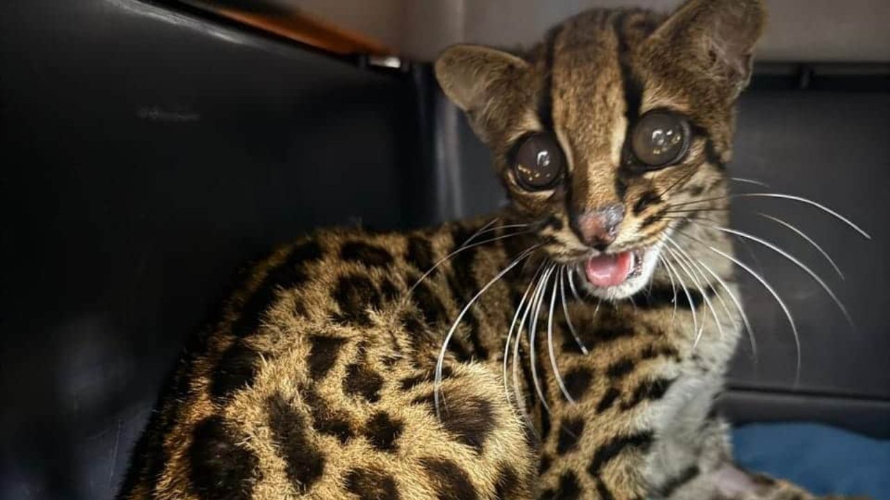 Tigrillo lanudo supera secuelas de atropello y regresa a su hábitat en las montañas del Valle de Aburrá