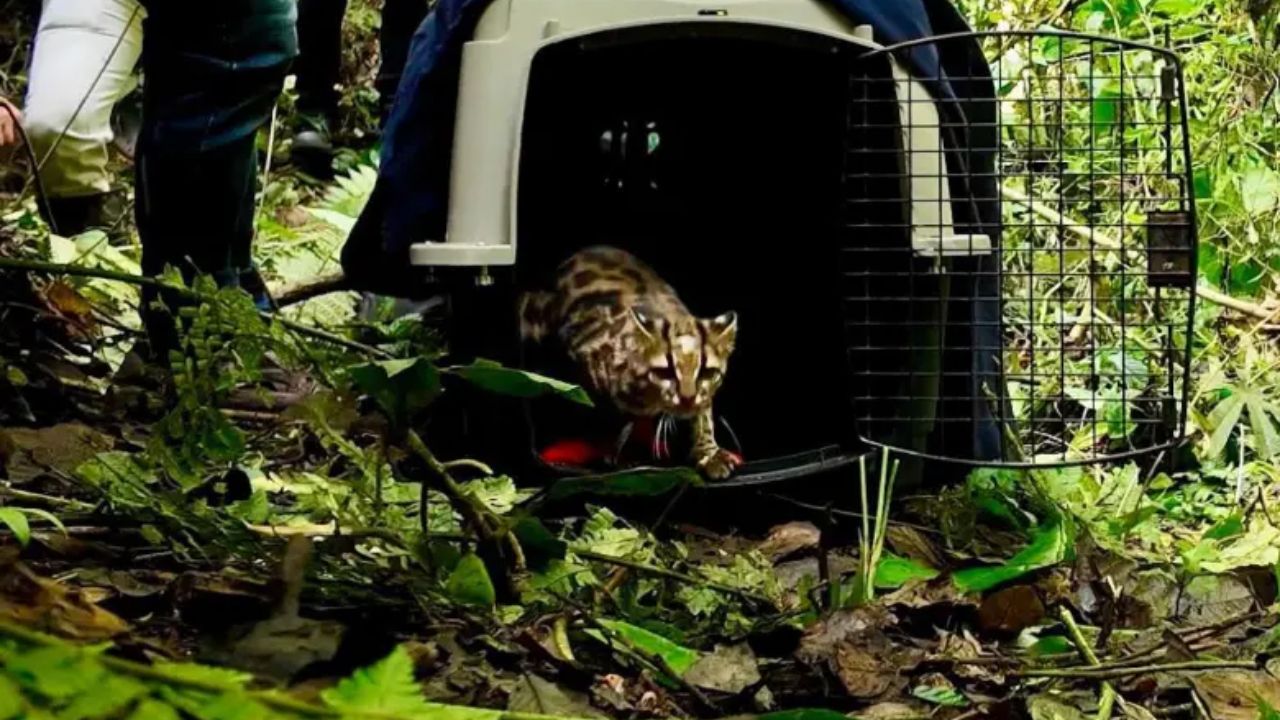 Tigrillo lanudo supera secuelas de atropello y regresa a su hábitat en las montañas del Valle de Aburrá