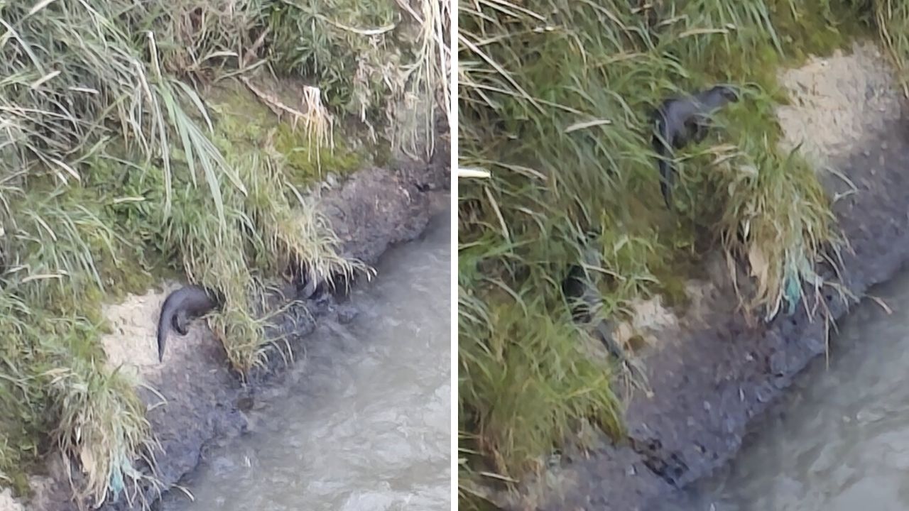 Entre el concreto aparece la vida: nutrias se dejan ver en el río Medellín