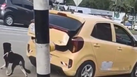 Insensibles habrían abandonado a un perrito en la vía Medellín - Bogotá y huyeron