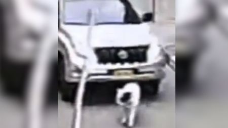 Atropelló a una perrita, la mató y huyó: cámaras señalan a conductor del MinEducación como responsable