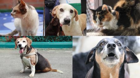 Los ‘viejitos’ de La Perla buscan un hogar: Medellín realizará su primera Adoptatón del año