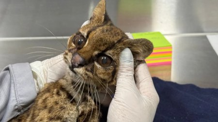 Rescatan tigrillo lanudo con señales de cautiverio ilegal en Medellín