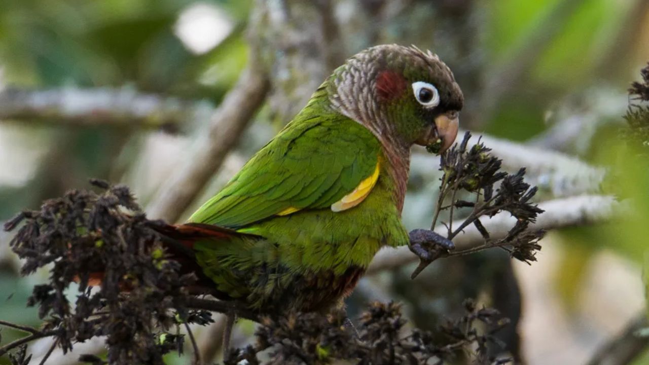 Con avistamiento del periquito aliamarillo, Huila suma 759 especies de aves registradas