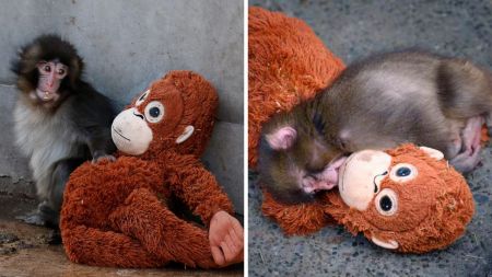 Luego el rechazo materno, el monito Punch halló refugio y afecto en los brazos de un peluche